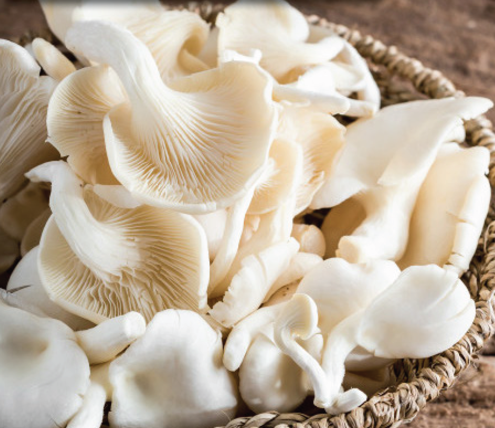Mushroom
