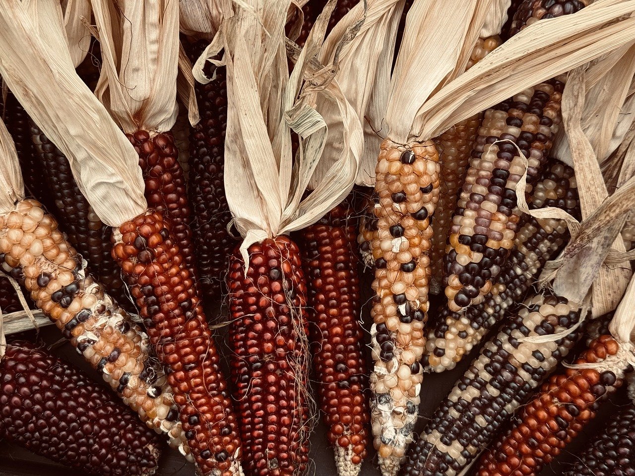 Corn