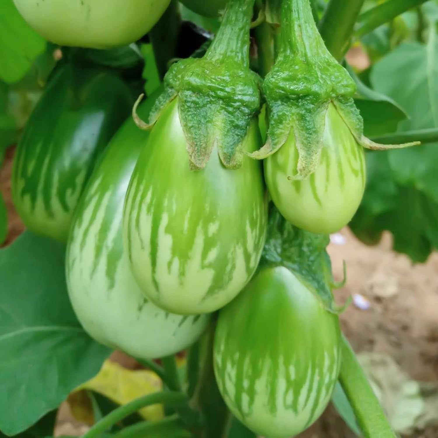 Eggplant Green