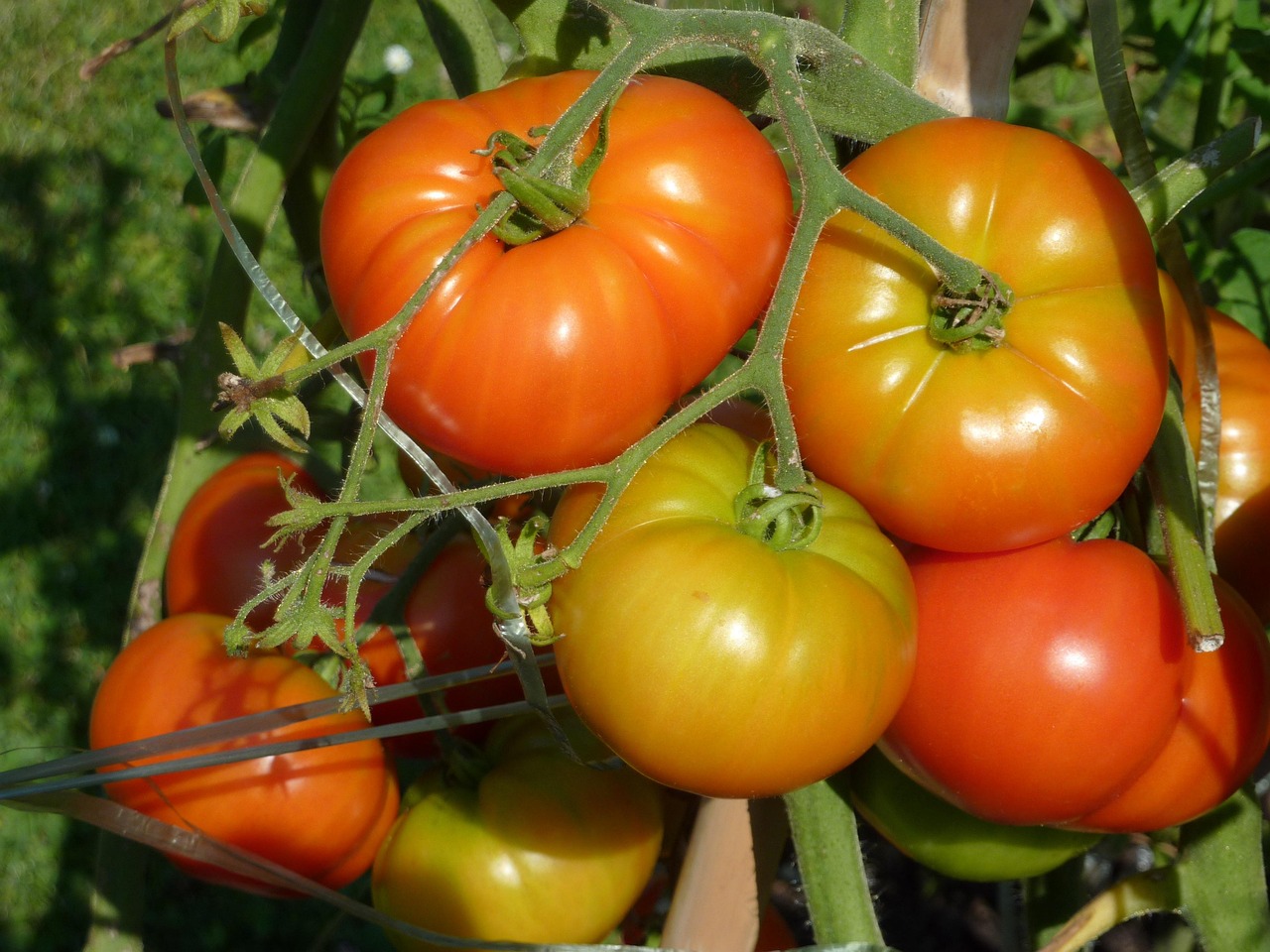 Tomatoes